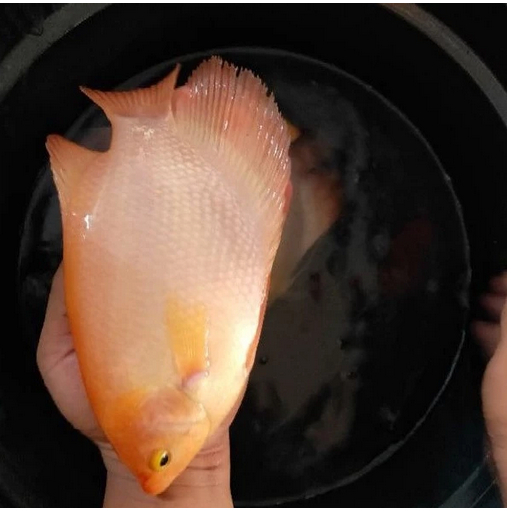 Gurame Padang Jumbo Segar Isi 2