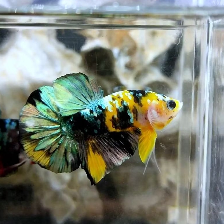 ikan cupang yellow koi copper untuk di rawat