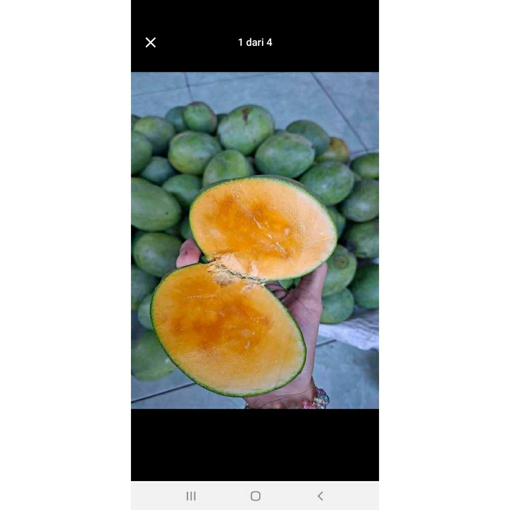 Mangga Manalagi/Madu