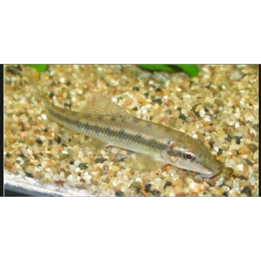 TERLARIS, Ikan alga aeter ( Cae ), pemakan lumut aquarium/aquapece.ikan air tawar