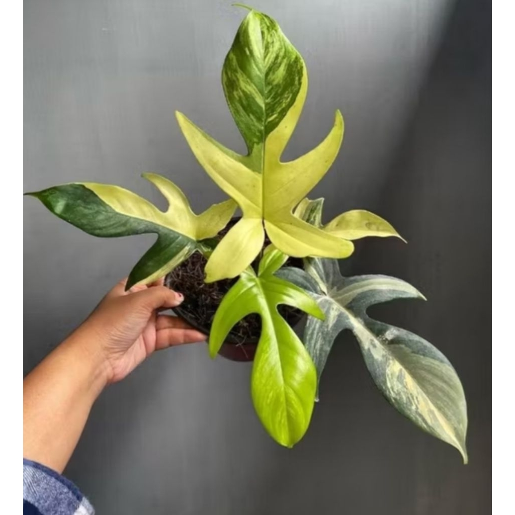 Tanaman Hias Florida Beauty Variegata / Flobe