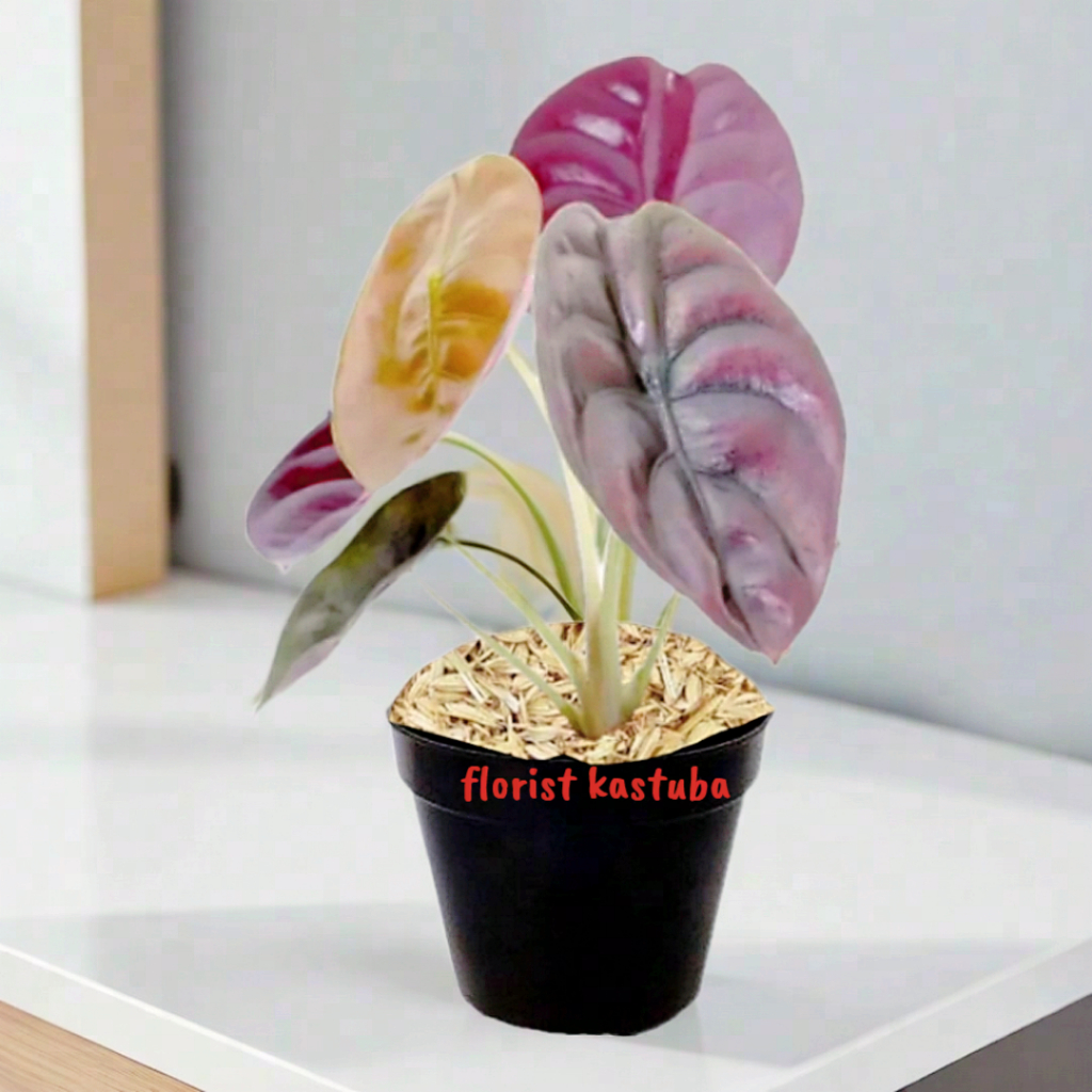 Tanaman alocasia Cuprea Red Keladi Tengkorak Merah Mudah Dirawat