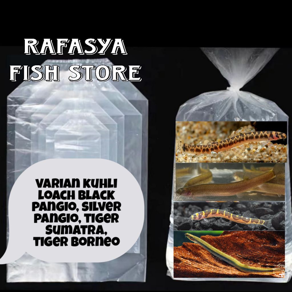 varian pembersih kuhli loach shelfordii black silver
