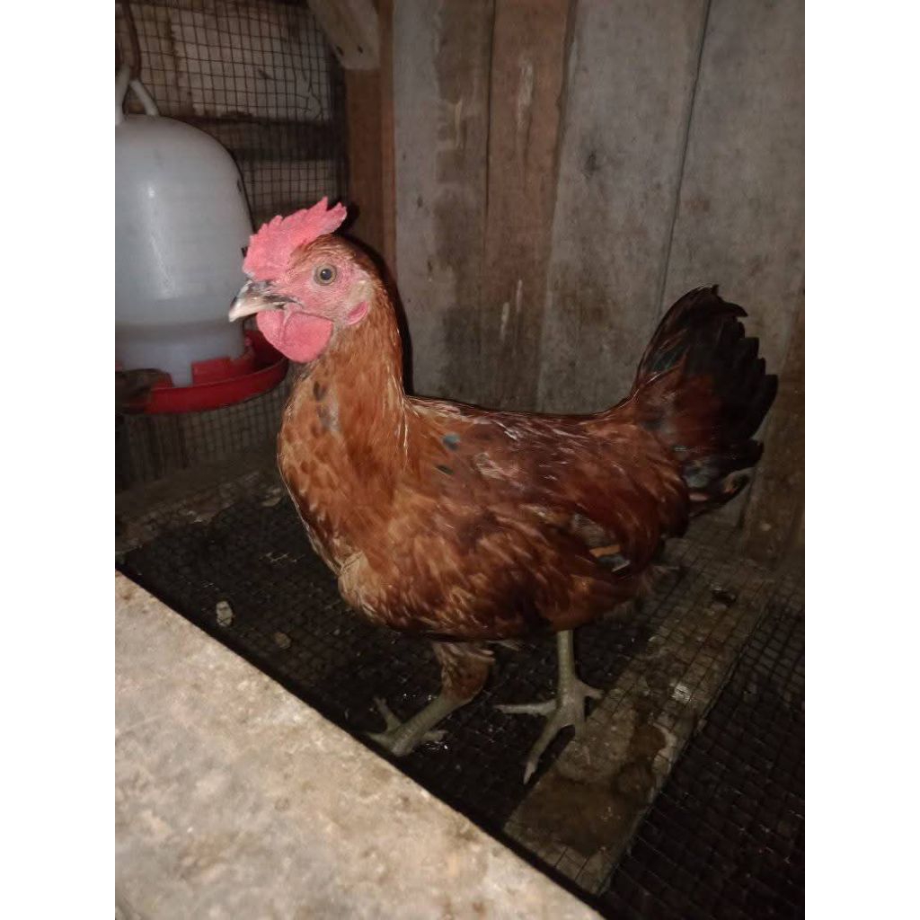 Ayam kampung asli usia 4 Bulan Jantan & betina