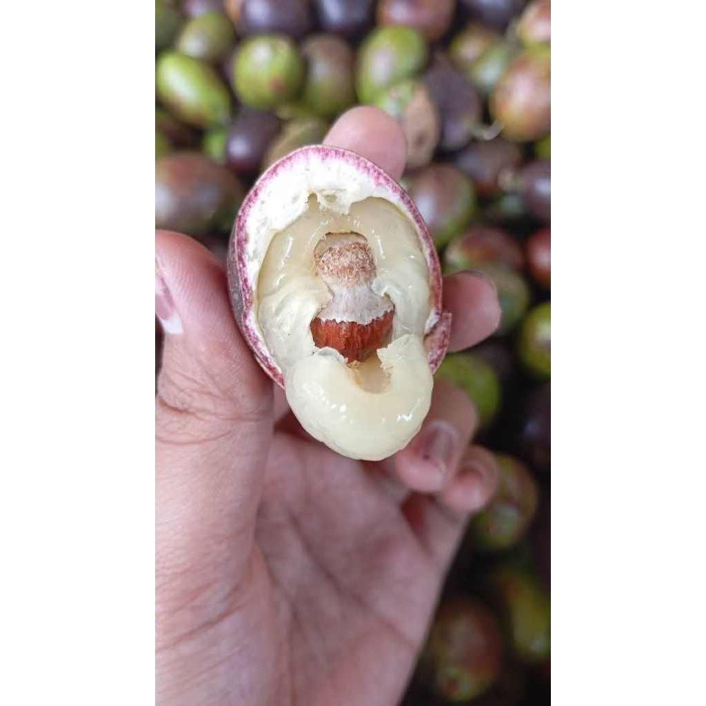 BUAH MATOA FRESH 1KG