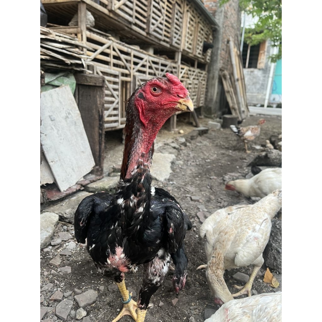 telur ayam shamo fertil fress