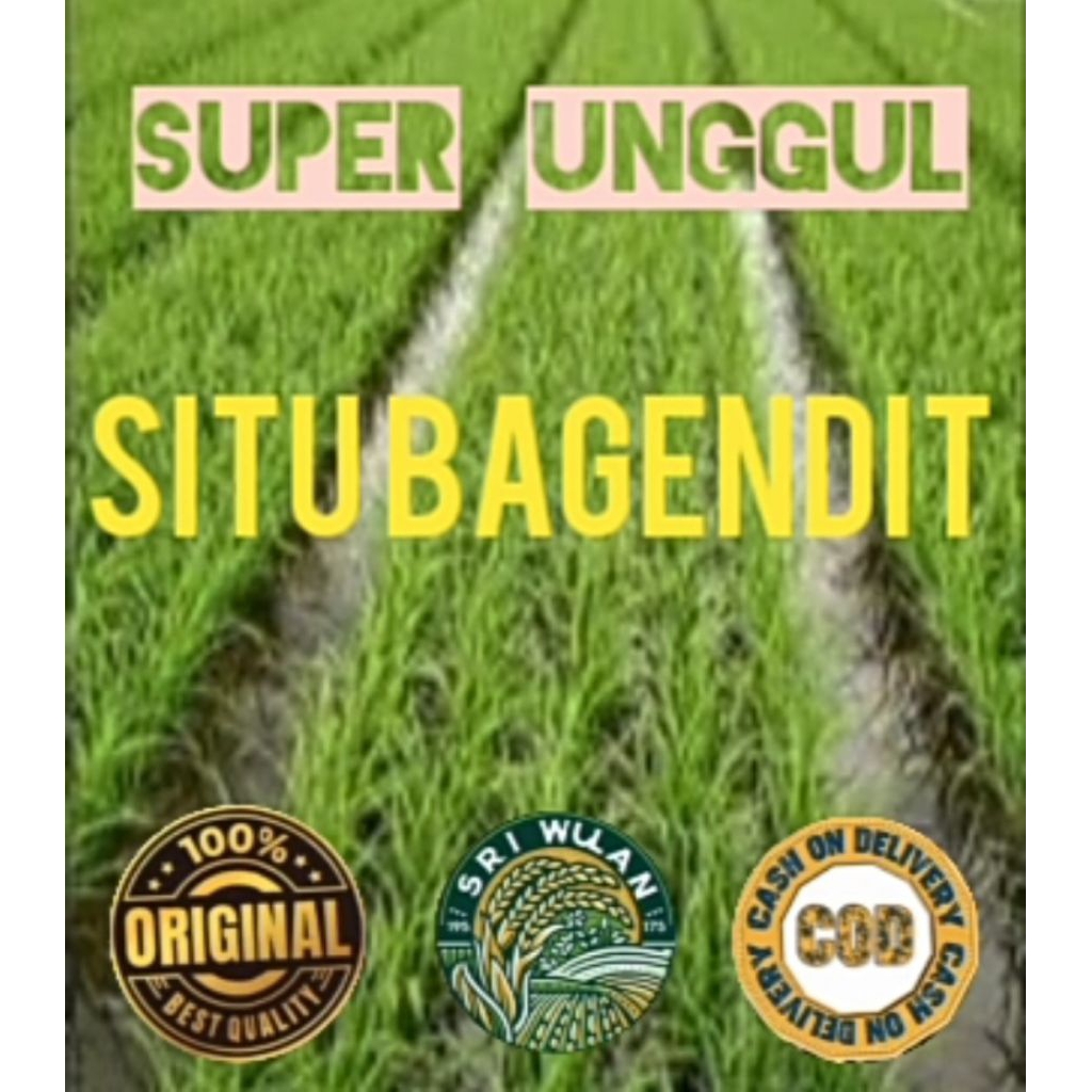 SITU BAGENDIT BENIH PADI KUALITAS SUPER UNGGUL KEMASAN 1KG