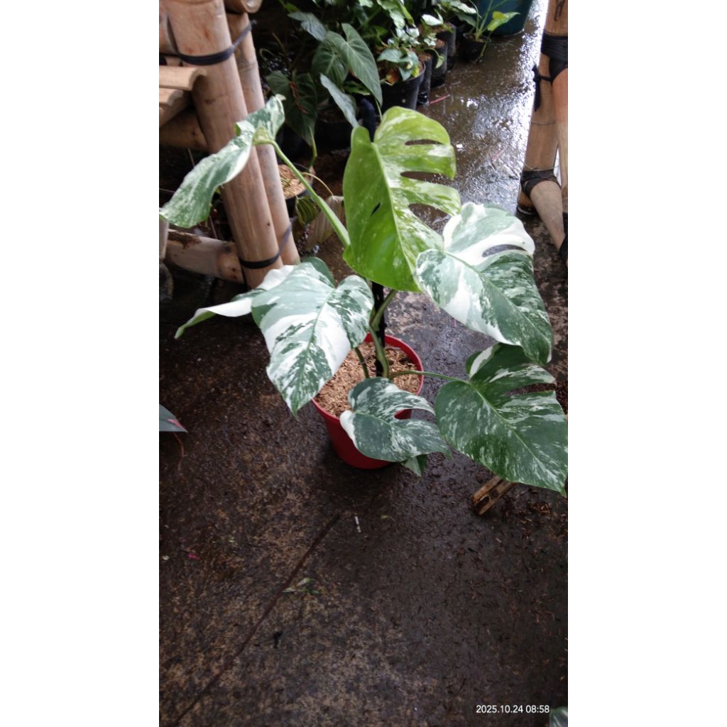 monstera variegata marble