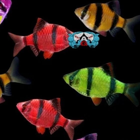 PROMO SUMATRA GLOWFISH isi 10pcs BERGARANSI  geloww