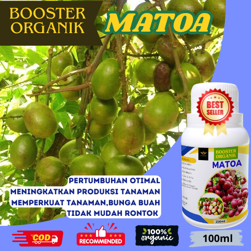 Pupuk Matoa Organik Pelebat dan Booster Buah Matoa 100ml//Pupuk Matoa Cepat Berbuah Lebat Pupuk Khus