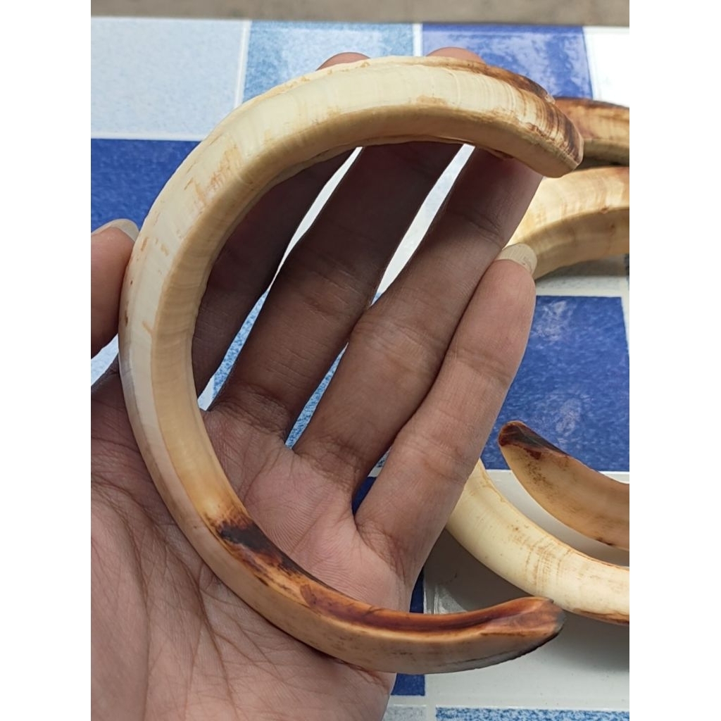 liontin taring babi asli tua