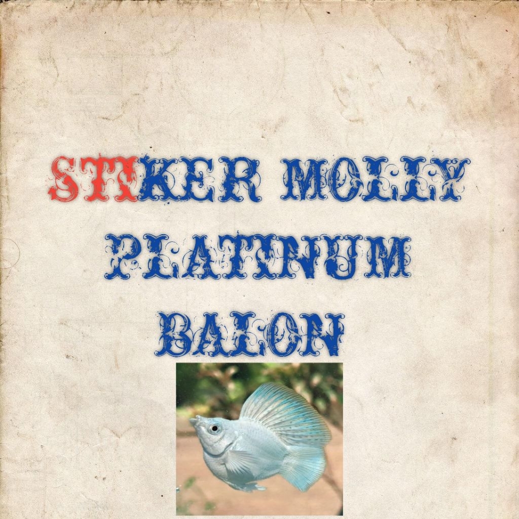 Stiker molly balon platinum