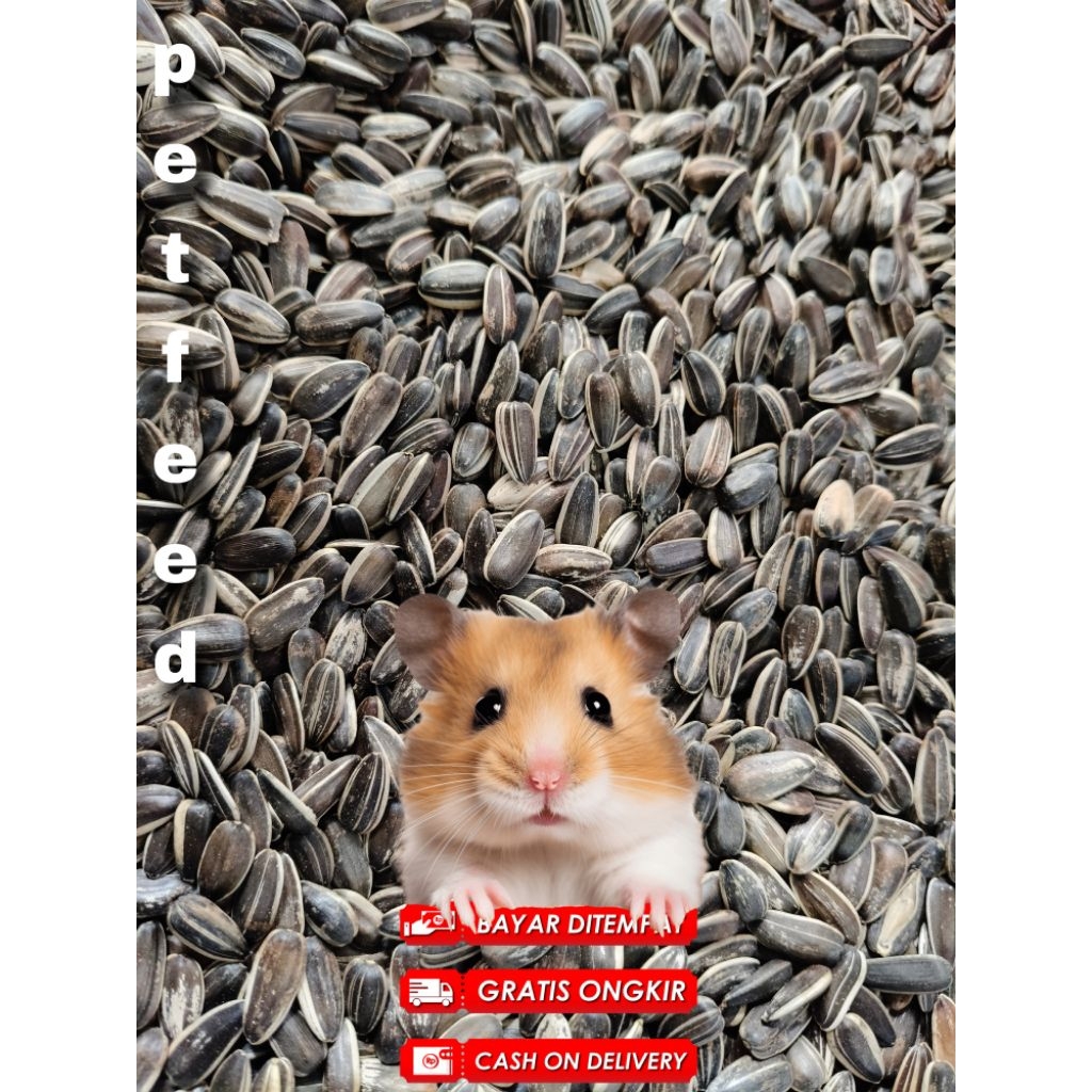 KUACI KWACI KUWACI BIJI BUNGA MATAHARI, BESAR DAN KECIL, GROSIR DAN ECER, BARANG ARGENTINA