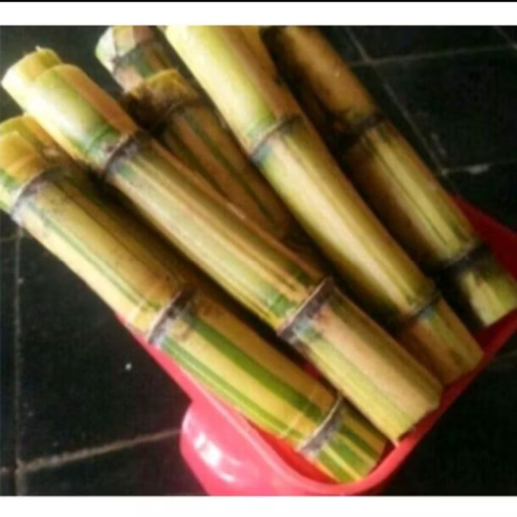 Stek Batang Tebu Kuning 1 kg Manis Bisa Bibit