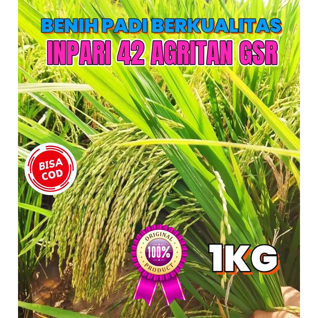 BENIH PADI BERKUALITAS INPARI 42 AGRITAN GSR KEMASAN 1KG