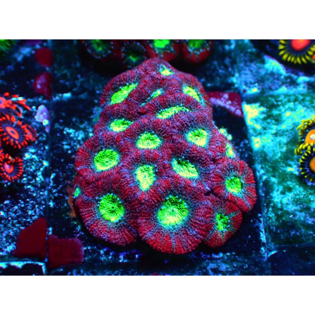Coral Micromussa Reeftank Coral Aquarium Laut