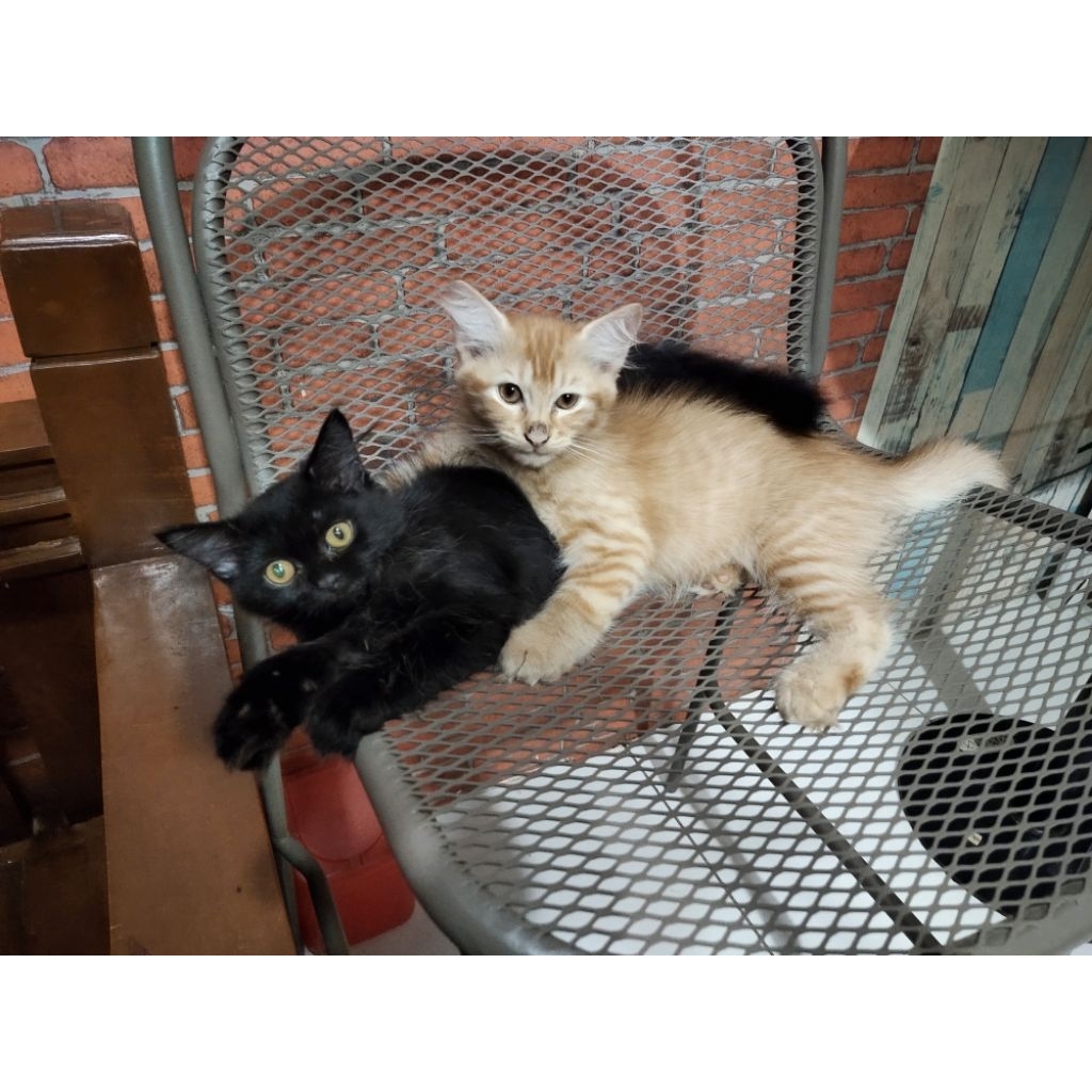 ✨ Lepas Adopsi Kucing Persia Kitten murah * Sepasang Kucing Persia Kitten: 2 ekor kucing warna orang