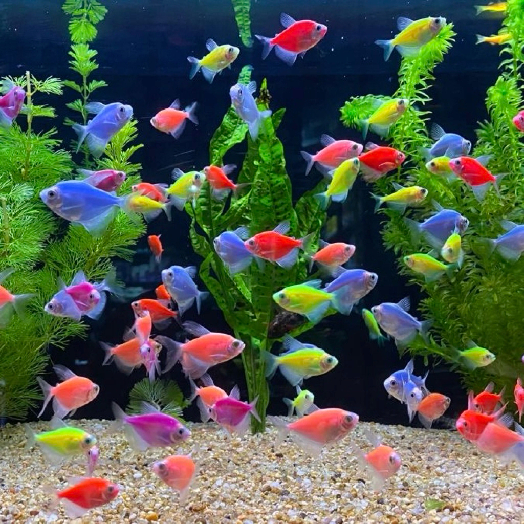 [Chan Aquatic] PAKET IKAN GLOFISH 10 EKOR SIZE S IKAN GLOWFISH TETRA IKAN WARNA WARNI
