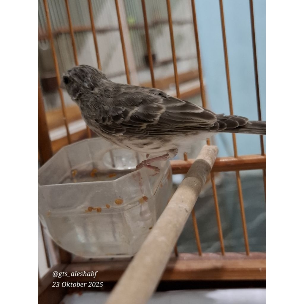 EDEL SANGER JAMINAN JANTAN SUDAH RAJIN BUNYI