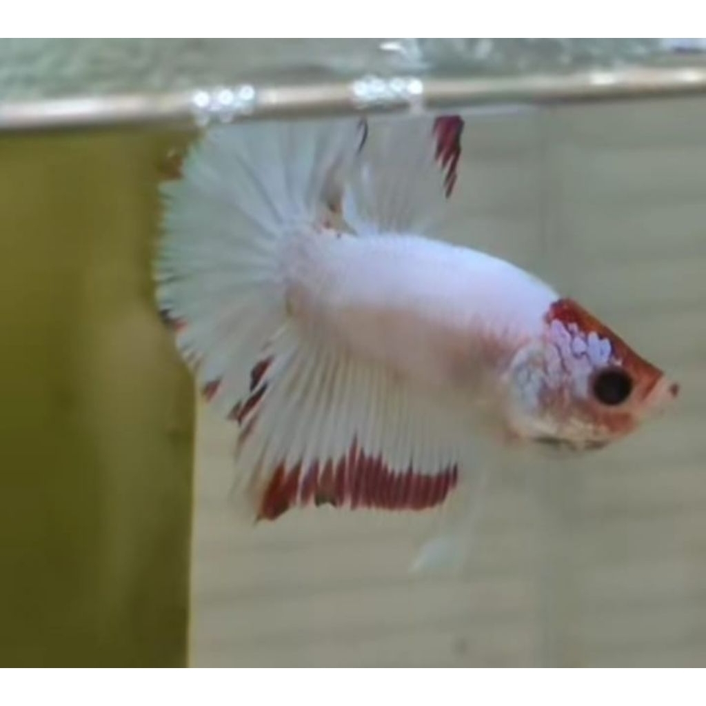 HMPK Fancy dan HMPK Multi