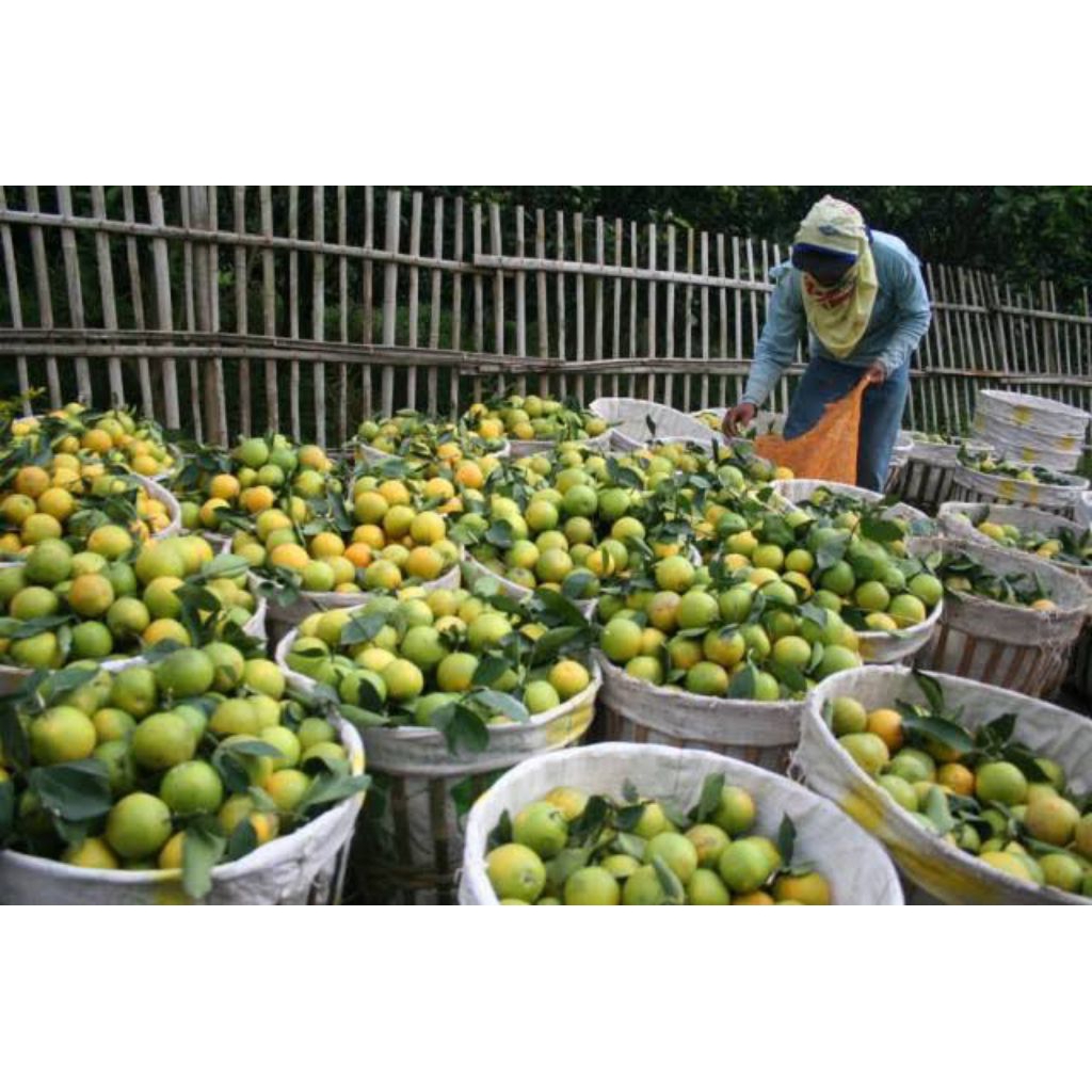 buah jeruk beby java/ jeruk peras manis 5kg