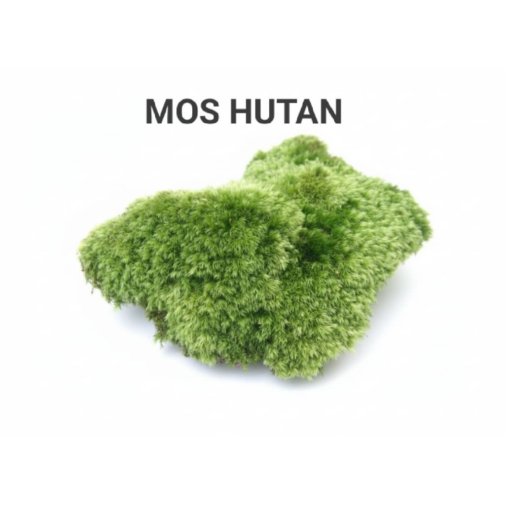 mos darat PALUDARIUM