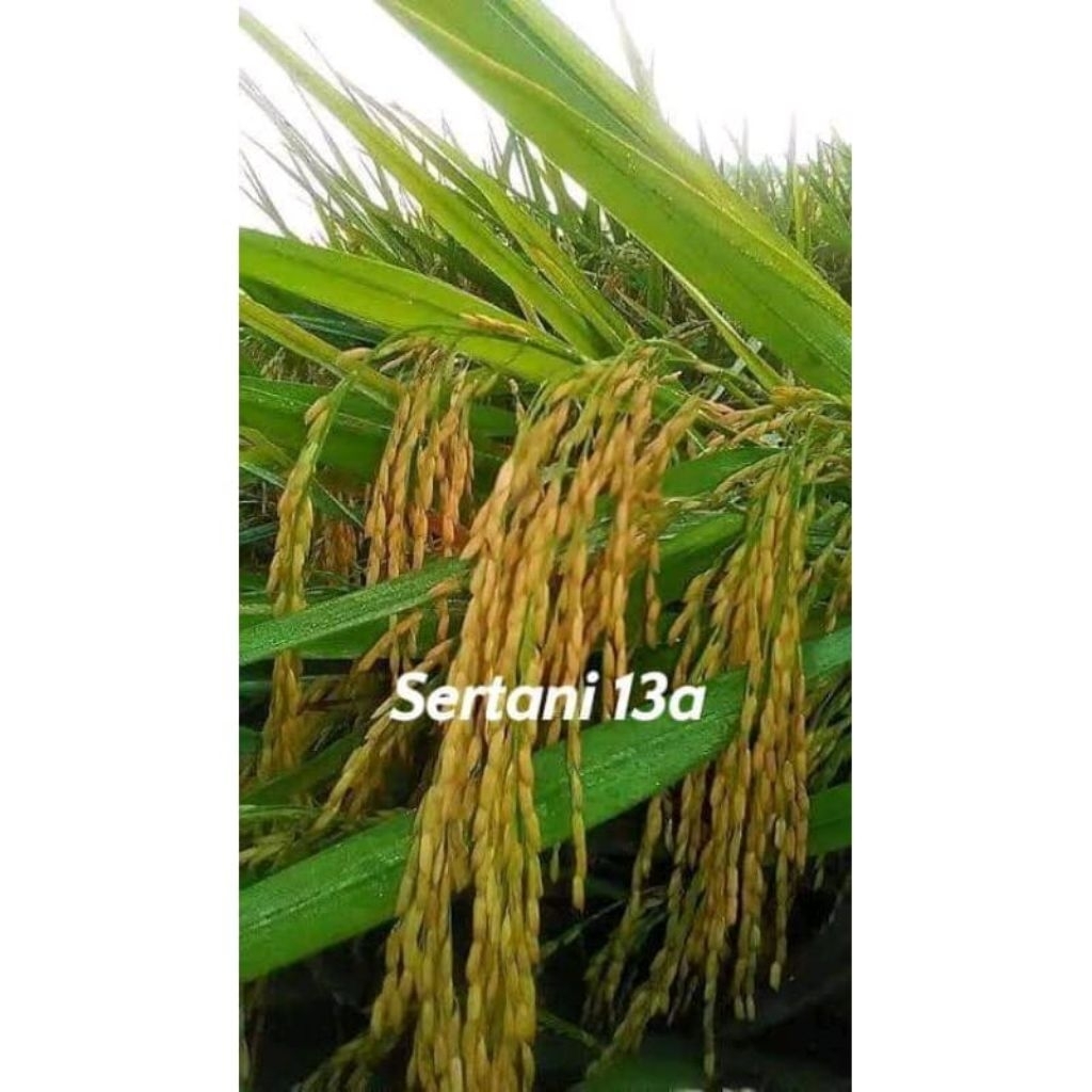 (COD) BENIH bibit padi unggul SERTANI13a kemasan 5kg