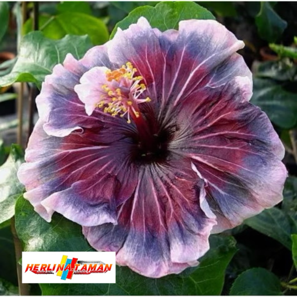 Murah Benih Bibit Kembang Sepatu Hibiscus Purple Gothic