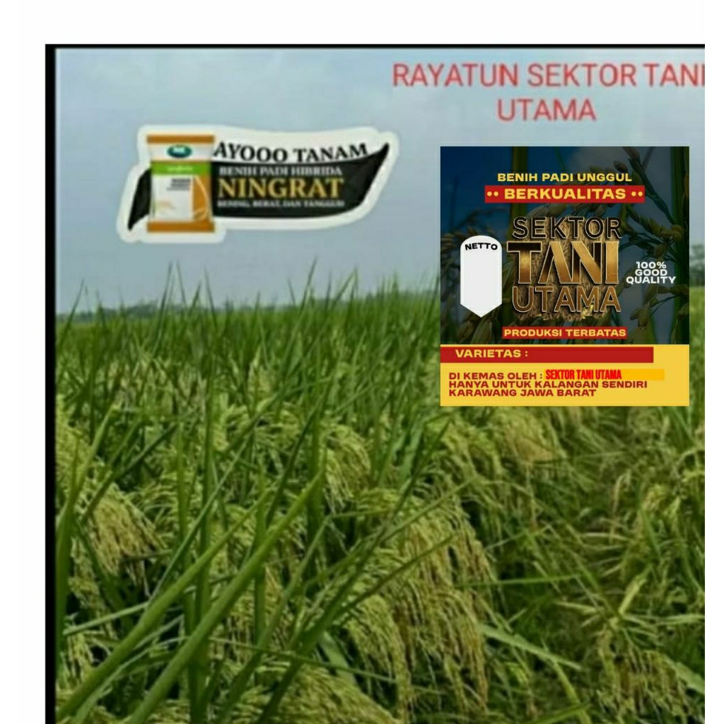 BENIH PADI HIBRIDA NINGRAT 1KG