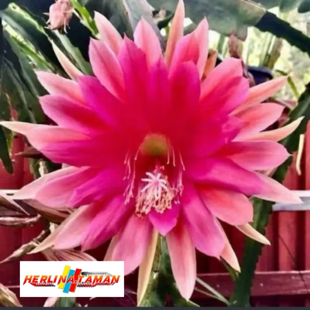 TERLARIS tanaman hias Wijaya Kusuma bunga merah pink / Wijaya Kusuma