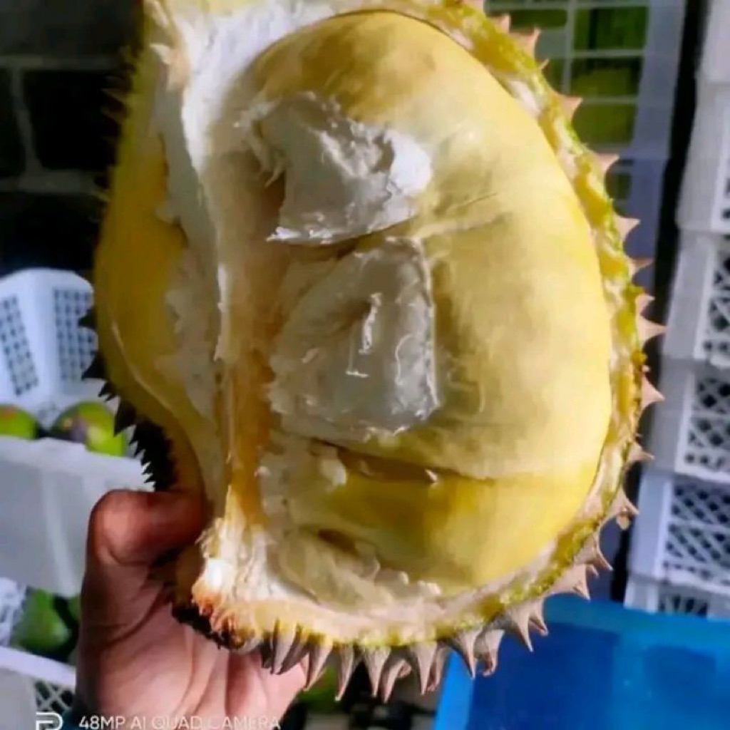 Promo durian montong bawor 500 gram full daging tebal biji kecil // durian montong kupas // durian m