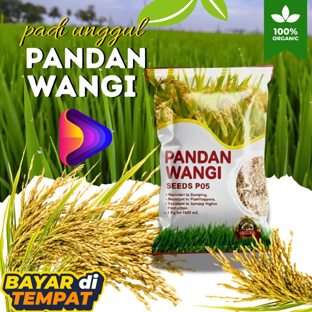 Benih padi super pandan wangi asli 100%
