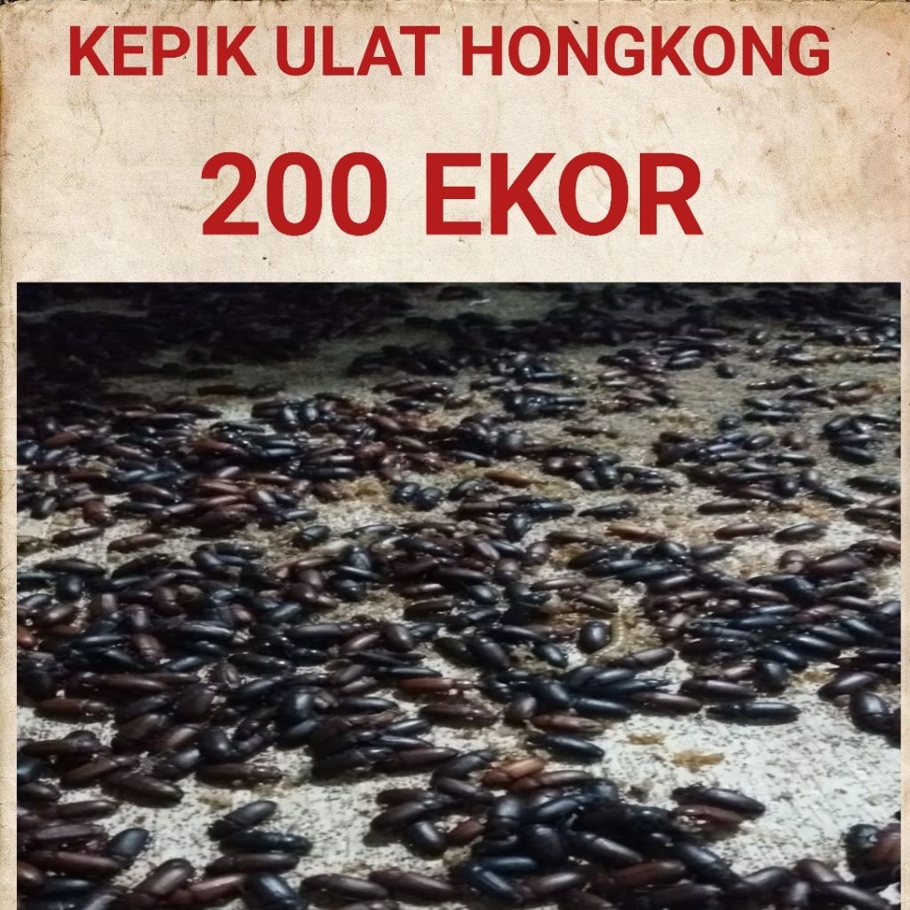 kepik ulat hongkong