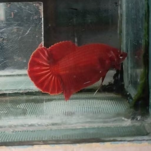 Cupang Female HMPK Super Red – Bahanan Kontes Kualitas Unggul, Warna Merah Solid