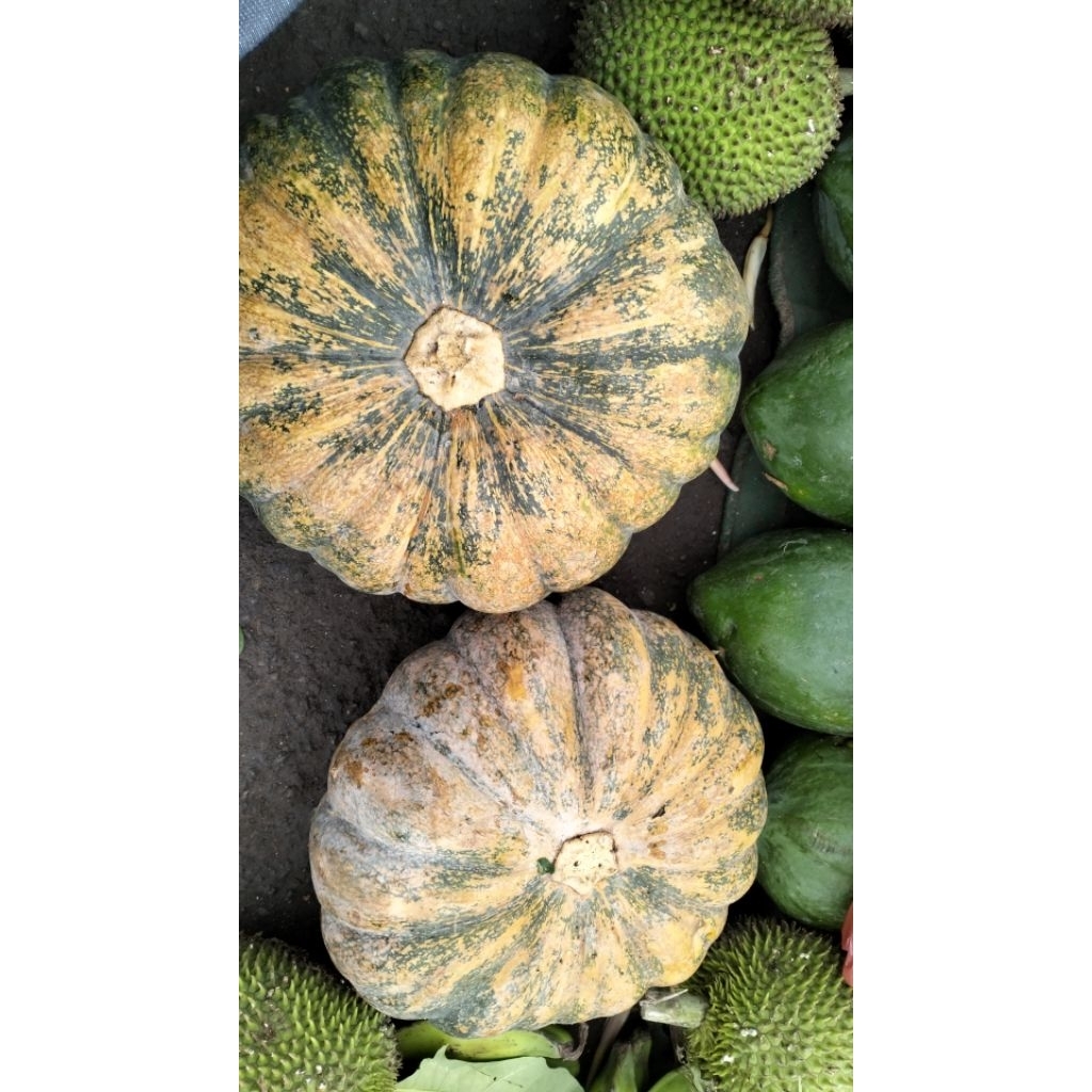 Labu kuning utuh besar/waluh kuning/waluh  berat kurleb 1500 gram