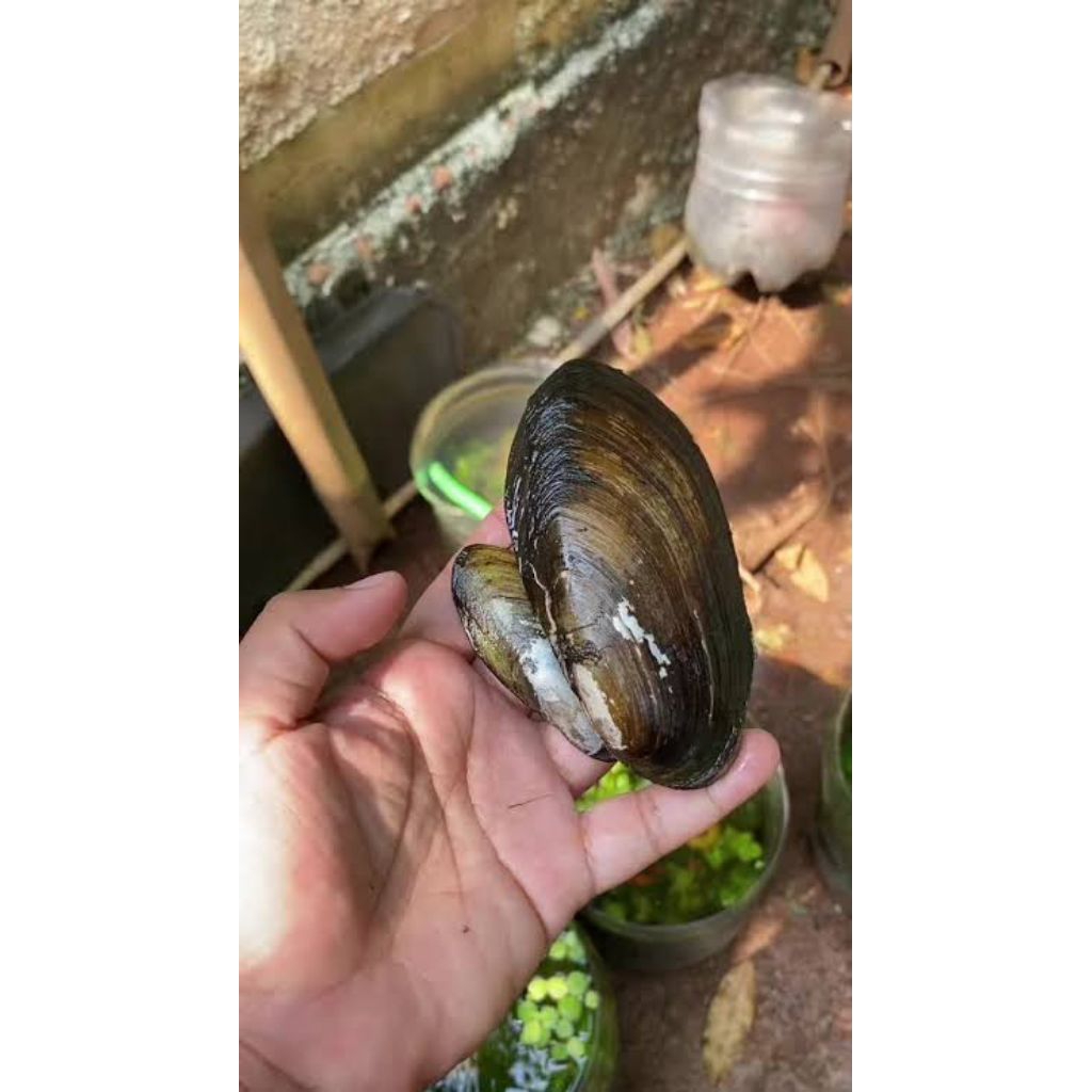 kerang toe sawah/kijing 5 indukan kerang toe kijing hidup