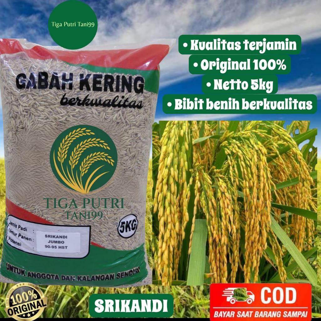 Bibit Padi Unggul Srikandi Benih Padi Srikandi kemasan 5kg berkualitas