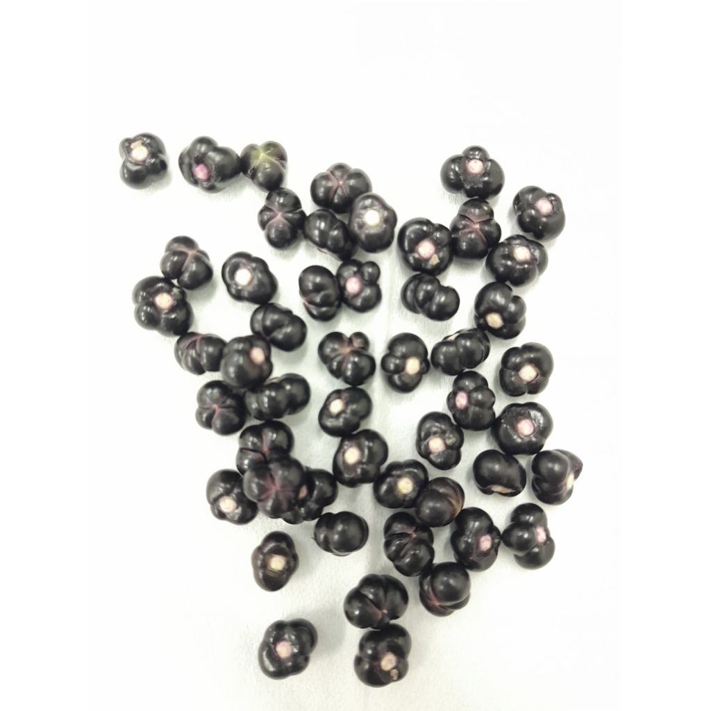 25 bibit bayam malabar/ basella alba/ angkung