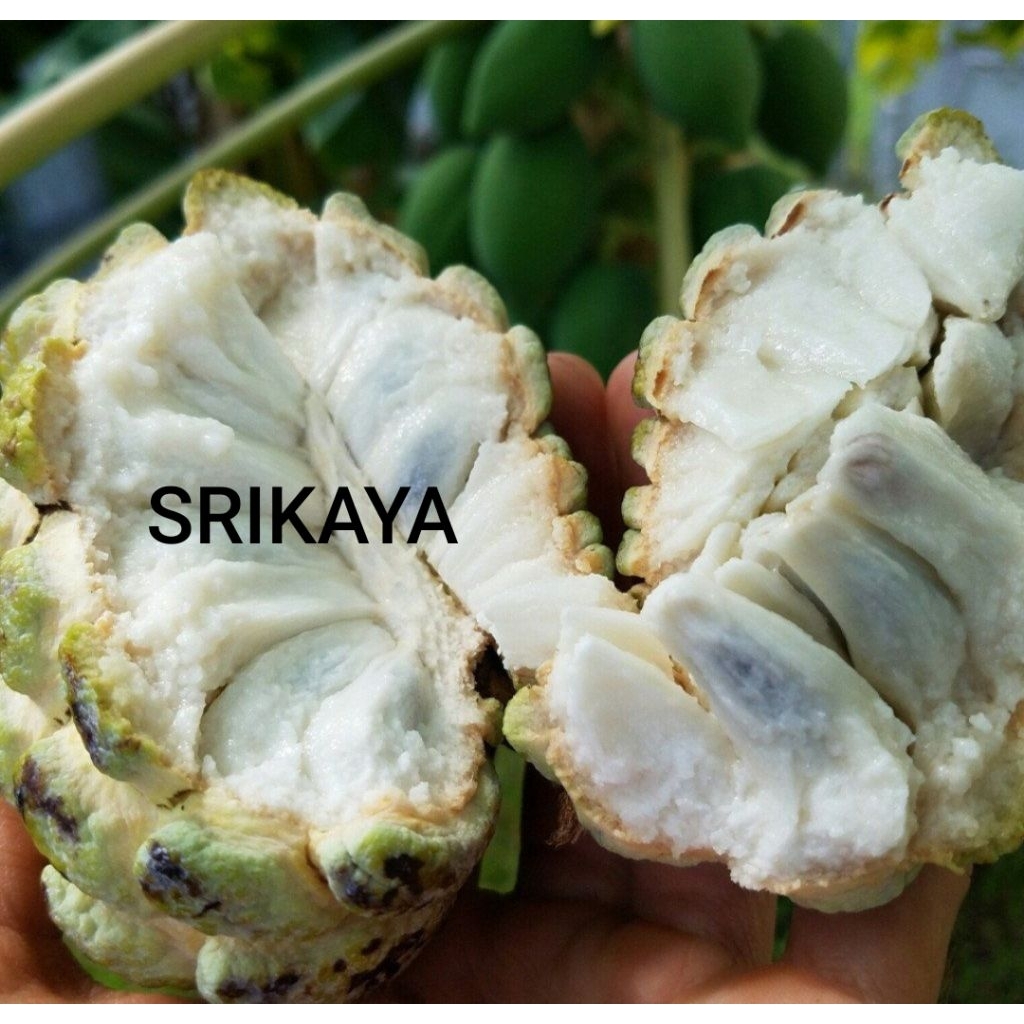 BUAH SRIKAYA MADU FRESH 1 KG