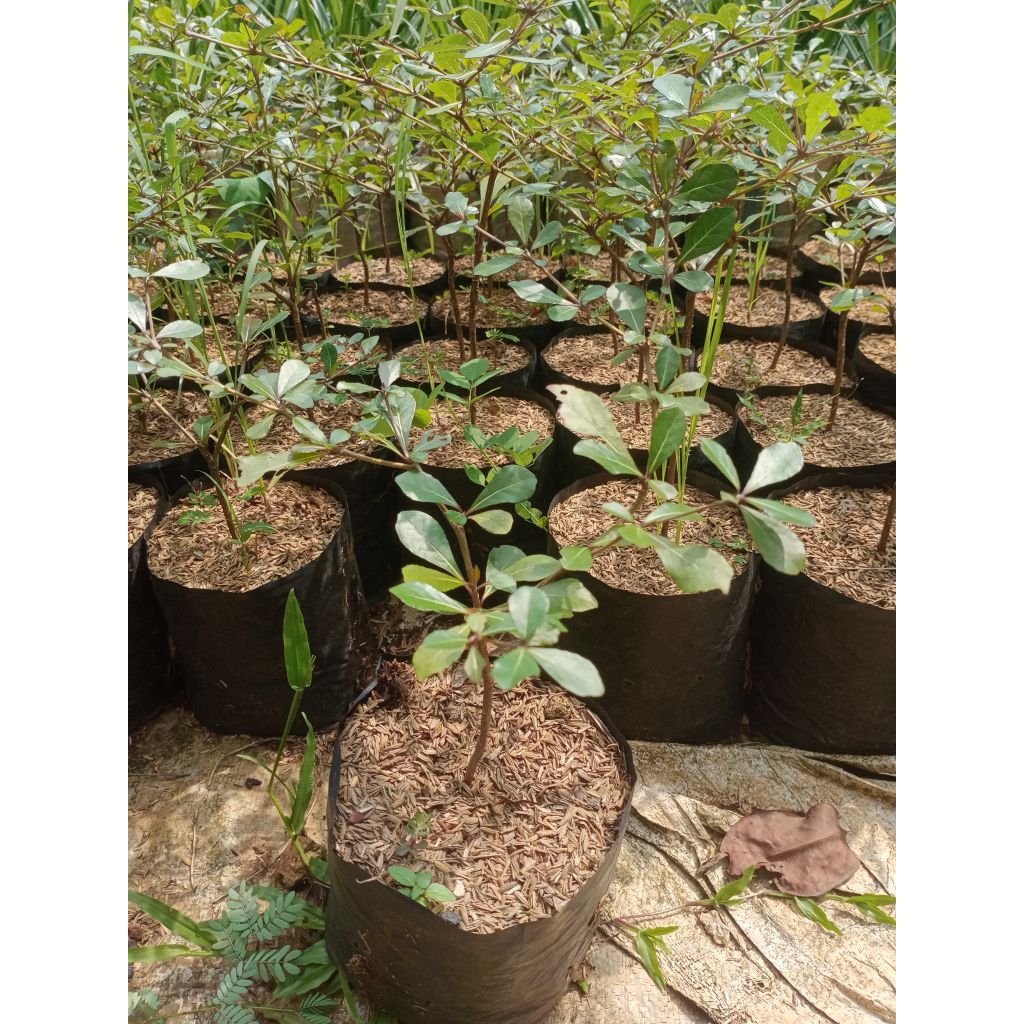 Tanaman hias Ketapang kencana|Pohon Ketapang kencana|Tanaman hias Ketapang kencana