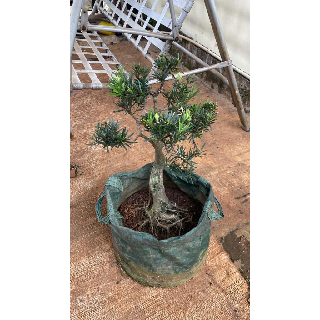 Tanaman Hias Bonsai Lohansung - Pohon Bonsai Lohansung - Tanaman Bonsai Lohansung Cincuan 50-80cm