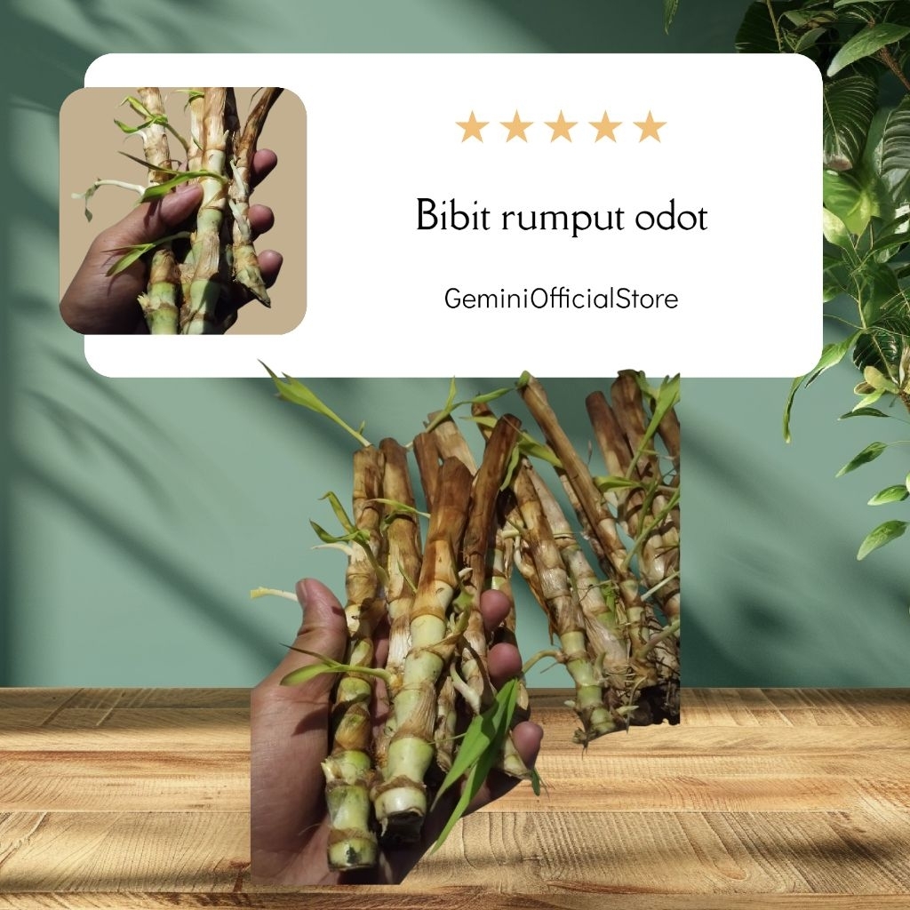 bibit rumput odot -perbatang / stek bibit rumput odot original best quality (GOS) BIBIT RUMPUT ODOT
