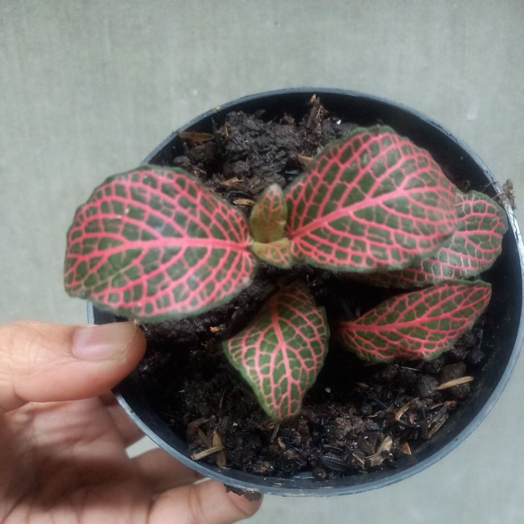fitonia merah import tanaman hias ekonomis