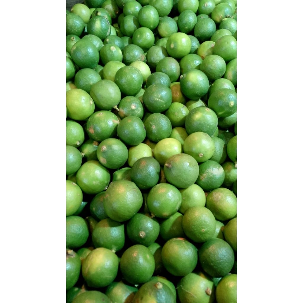 Jeruk Nipis Segar 1kg - Jeruk Nipis Fresh 1 kg