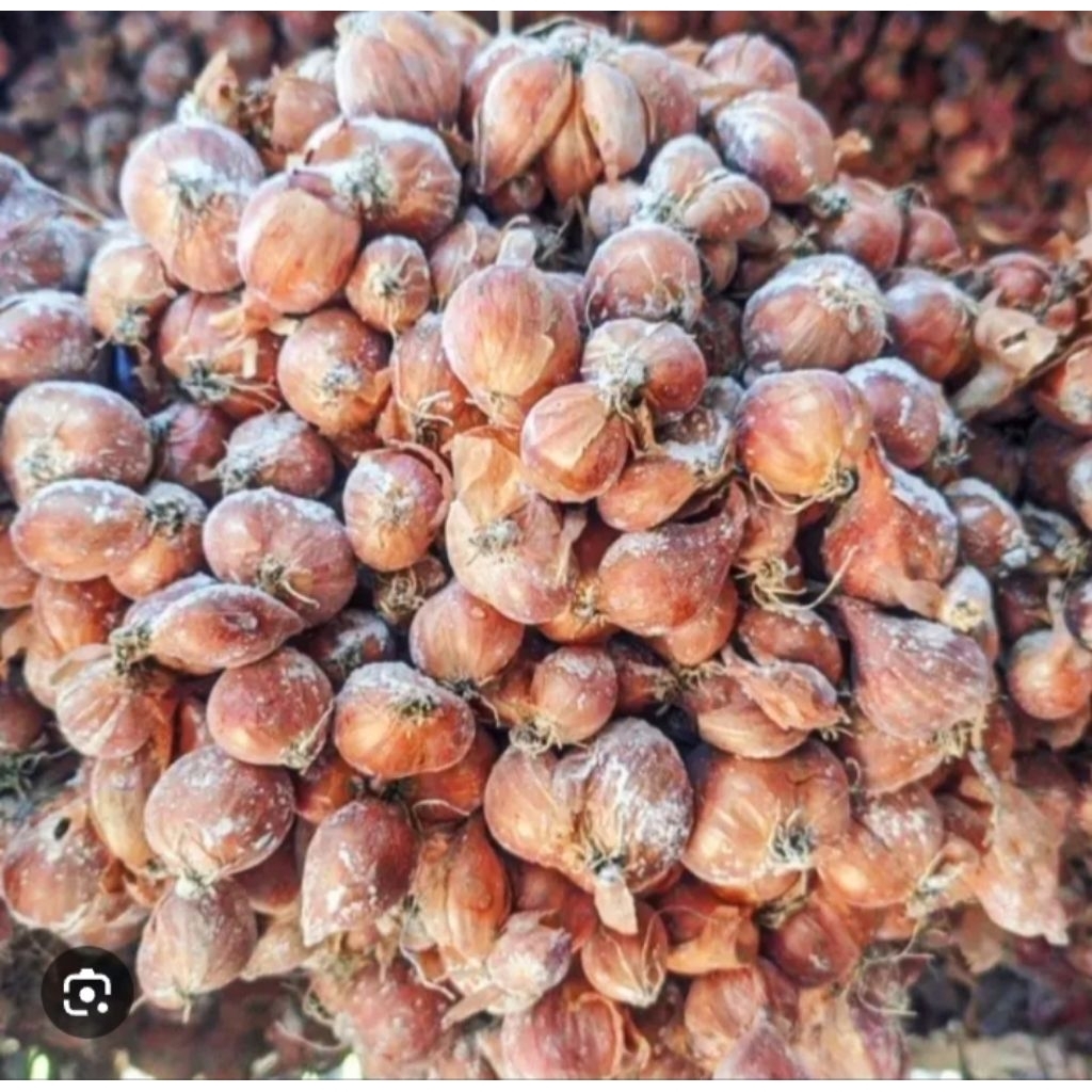 BIBIT BAWANG MERAH NGANJUK SIAP TANAM usia 3 bulan/Bibit bawang merah siap tanambibit bawang merah t