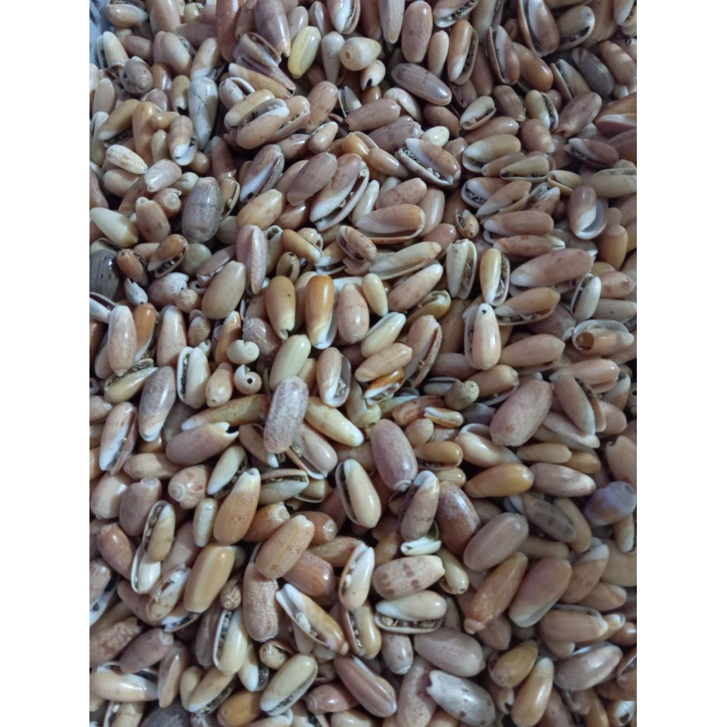 cangkang kerang Buli kuning/peluru kuning 1 kg