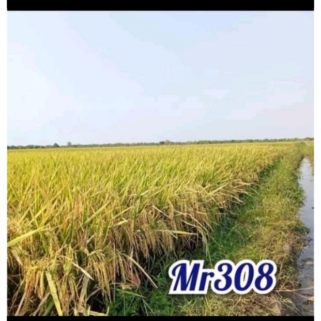 Benih padi Mr 308 kemasan 1kg