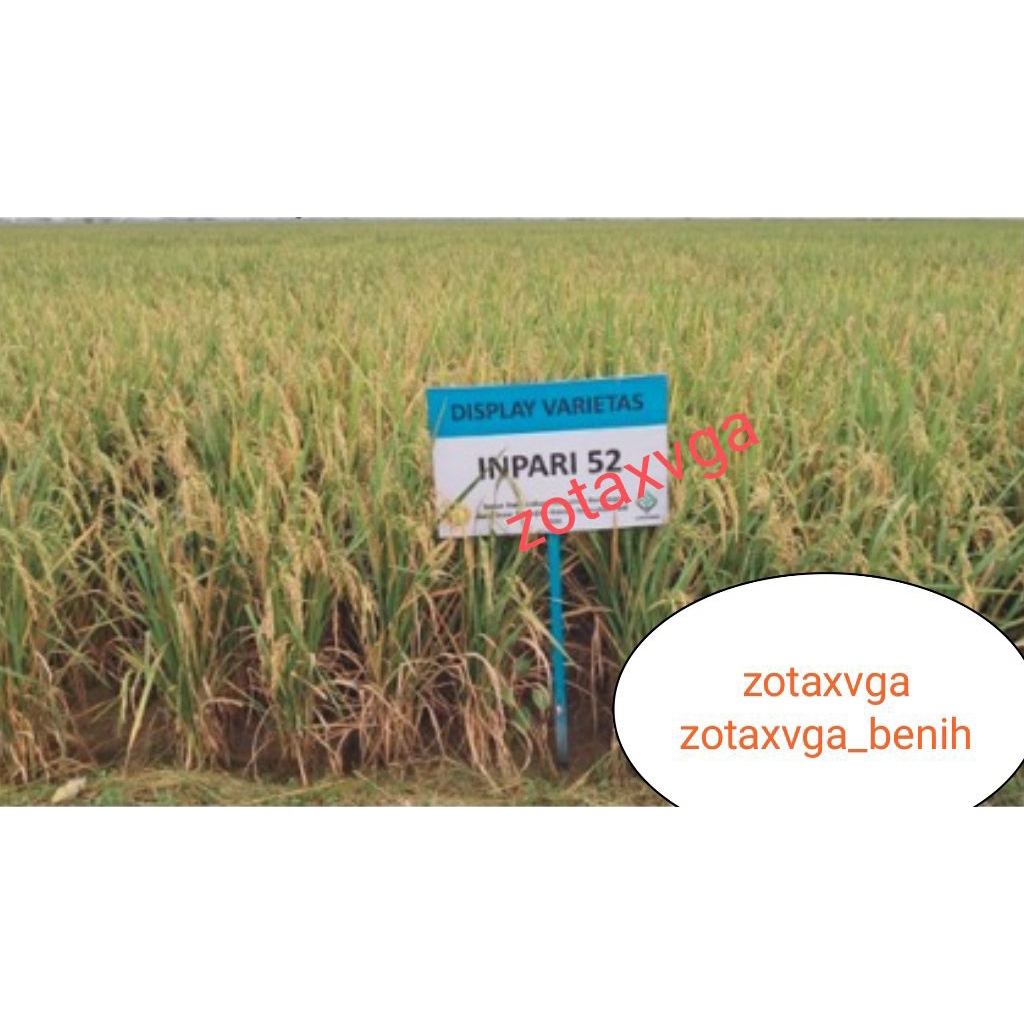benih padi inpari 52