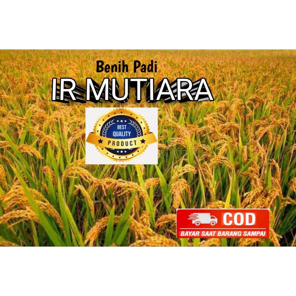 BENIH PADI IR MUTIARA BENIH PADI KUALITAS SUPER UNGGUL ORIGINAL 5KG