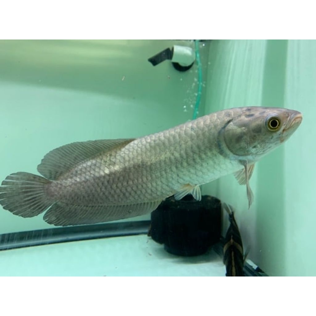 Ikan arwana nile african arowana 8-10cm